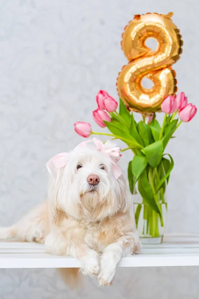 白い犬は、花瓶の花の花束の横に座っています。ピンクのチューリップ — ストック写真