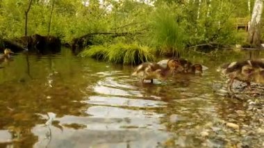 Yabani kuşlar su büyük grup Yüzme genç ördeği civciv kapatın. Ördek yavrusu yüzen ördekler su şehir park gölet üzerinde yürüyüş ile ördek.