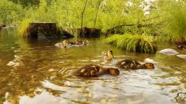 Primer plano de los polluelos de pato joven nadando en el agua gran grupo de aves silvestres. Pato con patitos a pie flotando, Patos en el agua en el estanque del parque de la ciudad . — Vídeos de Stock