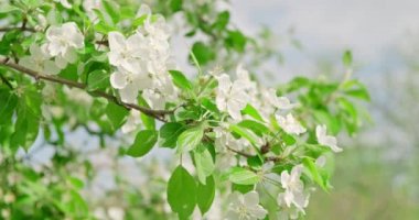 Yavaş çekimde yakın çekim, bahar günbatımında ağaç çiçekleri. Beyaz elma ağaçları. Ağaçlar çiçek açıyor, doğa.