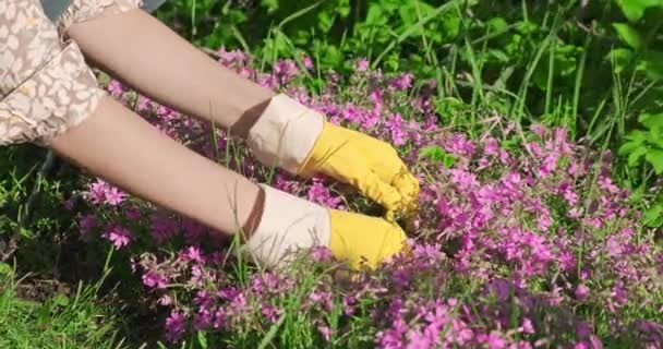 Ung vacker flicka i hatt, arbetar i trädgården, bryr sig om blommor. Kvinnlig bonde arbetar i stuga på våren på solig dag. Människan arbetar på gården och tar hand om bakom blomsterbädden. Jordbruksarbete och botanik — Stockvideo