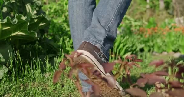 Vrouwelijke voeten in bruine sneakers lopen over het heldergroene gras. Jonge vrouw die op het gazon loopt in schoenen, close-up, alleen benen. Meisje Ga in de tuin langs het pad — Stockvideo