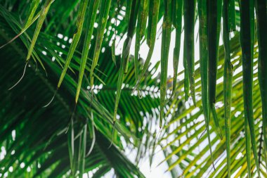 Yumuşak odaklı yeşil palmiye yaprakları arka planda güneş ışığı olarak kalır..