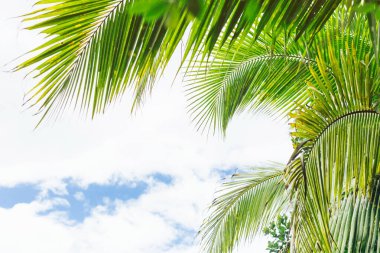 Yumuşak odaklı yeşil palmiye yaprakları arka planda güneş ışığı olarak kalır..