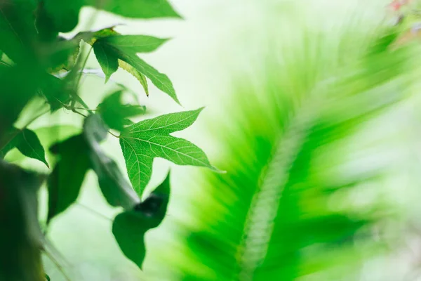 Soft Focus Green Palm Leaves Background Sunlight Palm Sunday Concept — Stock Photo, Image