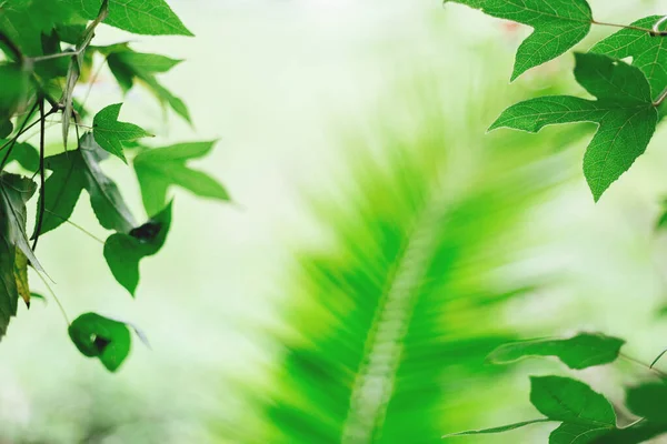Soft Focus Green Palm Leaves Background Sunlight Palm Sunday Concept — Stock Photo, Image