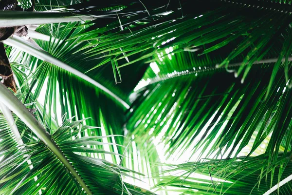 Weicher Fokus Grüne Palmblätter Als Hintergrund Mit Sonnenlicht Palmsonntagskonzept — Stockfoto