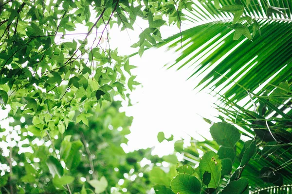 Weicher Fokus Grüne Palmblätter Als Hintergrund Mit Sonnenlicht Palmsonntagskonzept — Stockfoto