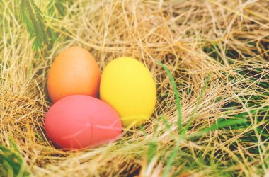 Çimlerde renkli yumurtalar Paskalya konsepti.