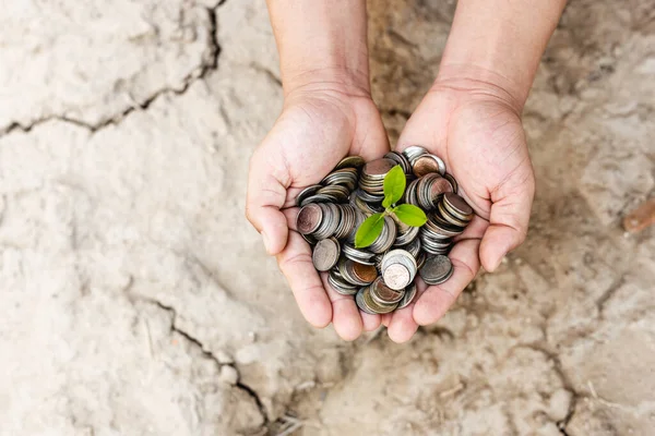 Manos Sosteniendo Muchas Monedas Con Planta Bebé Parte Superior —  Fotos de Stock