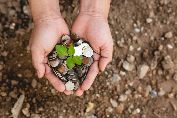 Manos Sosteniendo Muchas Monedas Con Planta Bebé Parte Superior —  Fotos de Stock