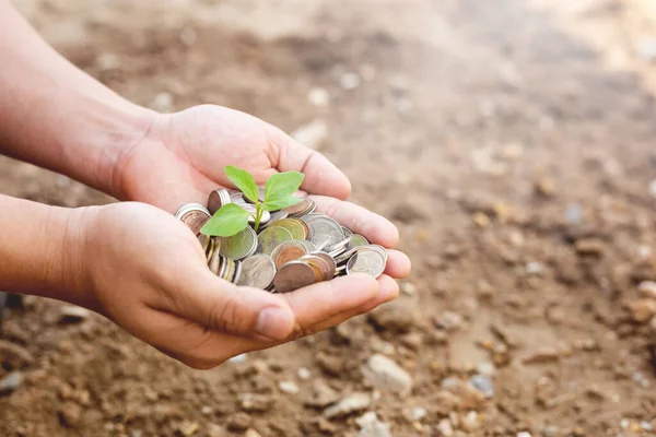 Mãos Segurando Muita Moeda Com Planta Bebê Cima — Fotografia de Stock