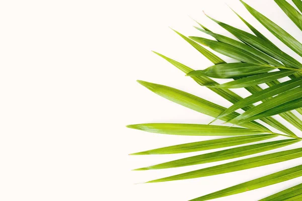 Palm Leaves White Background Easter Palm Sunday Concept — Stock Photo, Image