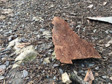 Ağaçtan düşen ağaç kabuğu kayalık bir orman yolunda yatıyor.