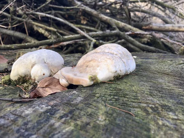 Mushroom - root white sponge grows on stump in beech forest