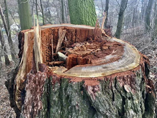 Um tronco de árvore na floresta. Detalhe de um toco em uma floresta com carne podre no meio — Fotografia de Stock