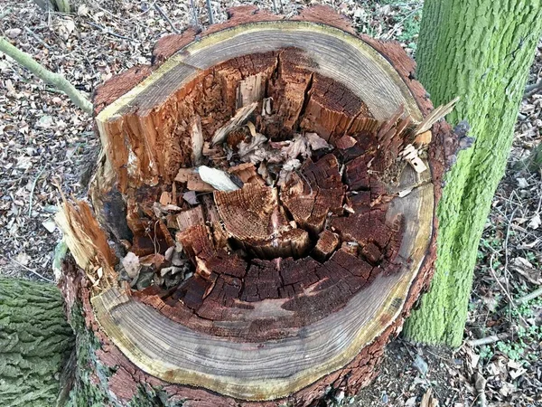 Träd stubbe i skogen. Detalj av en stubbe i en skog med ruttet kött i mitten — Stockfoto