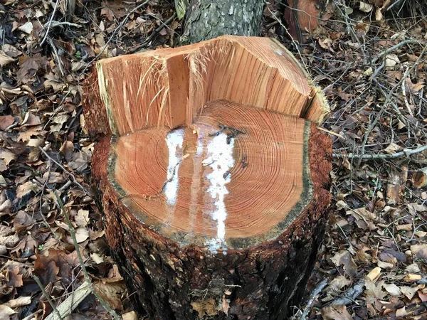Baumstumpf im Wald. Nahaufnahme eines Baumstumpfes in einem Wald mit wachsendem Schimmelpilz in der Mitte — Stockfoto