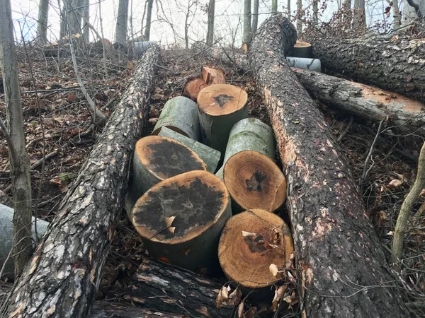 Troncos de madeira com floresta no fundo, troncos de árvores cortadas e empilhadas em primeiro plano, floresta verde no fundo com raios de sol — Fotografia de Stock