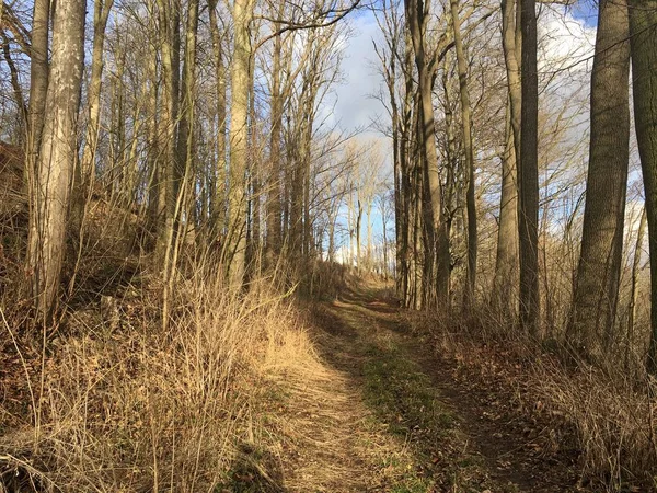 Rode en kleurrijke herfstkleuren in het bos met een weg en zonneschijn in het najaar — Stockfoto