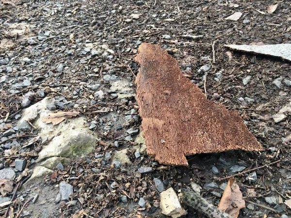 Кора упала с дерева, лежащего на скалистой лесной тропе — стоковое фото