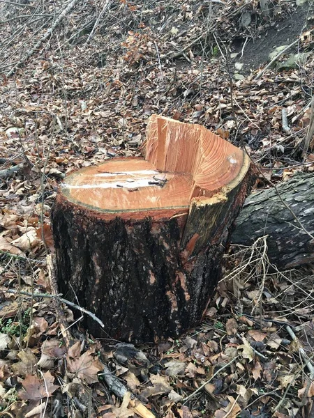 Um tronco de árvore na floresta. Close-up de um toco em uma floresta com mofo crescente no meio — Fotografia de Stock