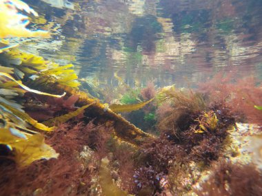 Mikro Bitkilerin Makro Manzarası Denizde Renkli Bitkiler