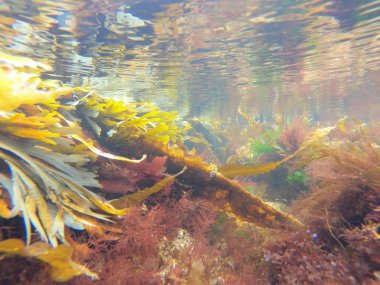 Mikro Bitkilerin Makro Manzarası Denizde Renkli Bitkiler