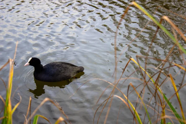 Enten sind überwiegend Wasservögel, die sowohl im Süß- als auch im Meerwasser leben und auf allen Kontinenten außer in der Antarktis anzutreffen sind. Enten sind Allesfresser. Dänemark — Stockfoto