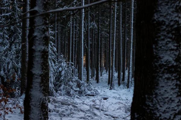 Зимний лес под снегом. Лес зимой. Древесина в Чехии зимой. Солнце снег и дерево — стоковое фото