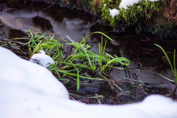 Nieve en un arroyo. La primera nieve en un bosque con arroyo. Comienzo del invierno. Primera helada de un paisaje de finales de otoño —  Fotos de Stock