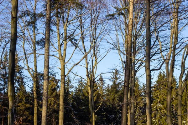 Het winterbos onder sneeuw. Het hout in de winter. Het hout in Tsjechië in de winter. Zonnesneeuw en hout — Stockfoto