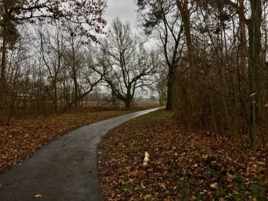 Sisli, kasvetli ve gizemli sonbahar yolu ve korkutucu ağaçlar. Sisli manzara