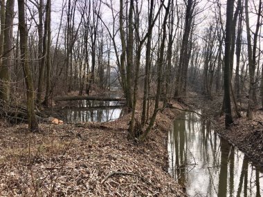 Sonbahar orman yolu manzaralı. Sonbahar yaprakları. Sonbahar ormanı yolu su manzarası. Sonbahar deniz manzaralı olur. Turuncu botlu Yedigoller. Çek Cumhuriyeti.