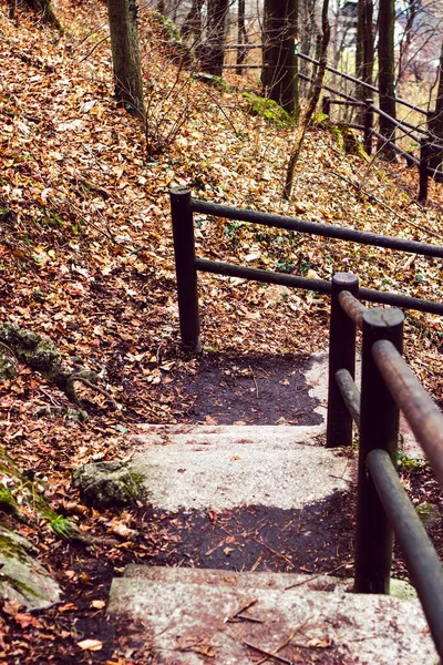 Autumn forest park stair scene. Autumn fog forest stairway. Forest stairway in autumn forest mist scene. Autumn stairway in park fog.