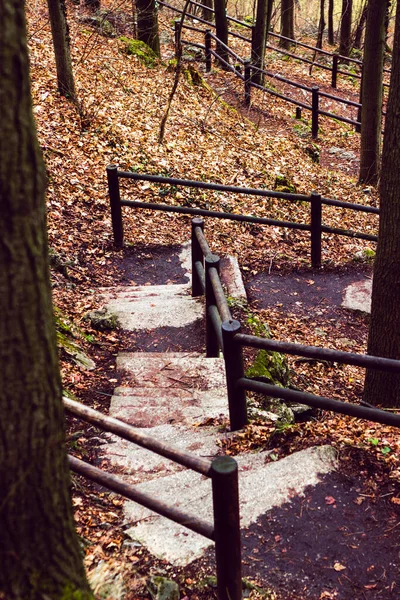 Autumn forest park stair scene. Autumn fog forest stairway. Forest stairway in autumn forest mist scene. Autumn stairway in park fog.