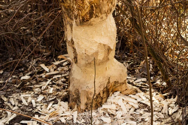 Skador Träden Bävrar Negativ Aktivitet Hos Bävrar Skogen — Stockfoto
