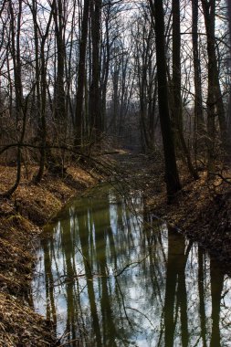 Sonbahar orman yolu manzaralı. Sonbahar yaprakları. Sonbahar ormanı yolu su manzarası. Sonbahar deniz manzaralı olur. Turuncu botlu Yedigoller. Çek Cumhuriyeti.