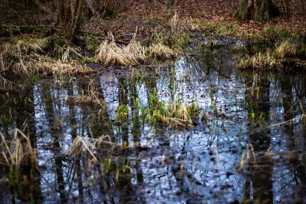 秋の森の道路を表示します 秋は地面を離れる 秋の森の道路の水の風景 秋は水の道路の景色を残します オレンジ色のボートとYdigoller Czech Republic — ストック写真