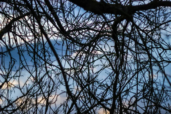 Fotografia Perto Uma Superfície Águas Rasas Coberta Plantas Galhos — Fotografia de Stock