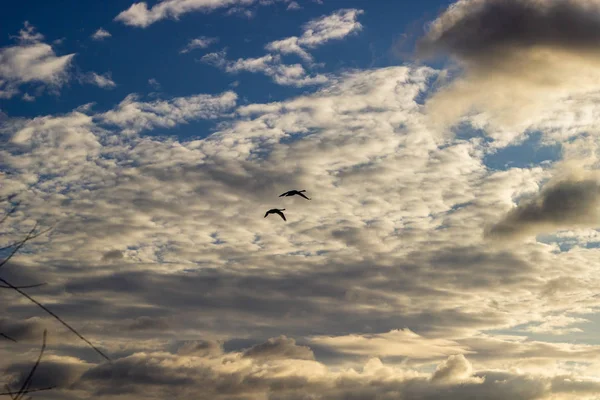 Isolierte Stockenten Paar Anas Platyrhynchos Fliegen Blauem Himmel — Stockfoto
