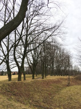 Sonbahar ormanında yol. Sonbahar manzarası. Çıplak ağaçlar. Çek Cumhuriyeti.