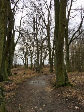 Sonbahar ormanında yol. Sonbahar manzarası. Çıplak ağaçlar. Çek Cumhuriyeti.