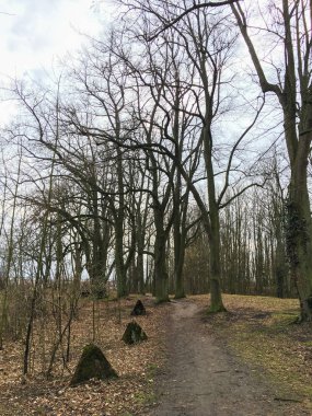 Sonbahar ormanında yol. Sonbahar manzarası. Çıplak ağaçlar. Çek Cumhuriyeti.