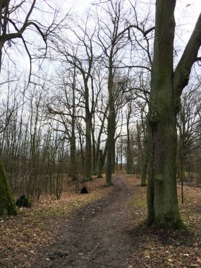 Sonbahar ormanında yol. Sonbahar manzarası. Çıplak ağaçlar. Çek Cumhuriyeti.