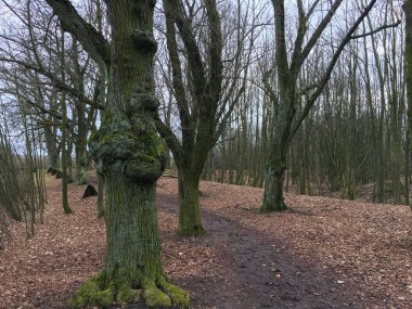 Sonbahar ormanında yol. Sonbahar manzarası. Çıplak ağaçlar. Çek Cumhuriyeti.