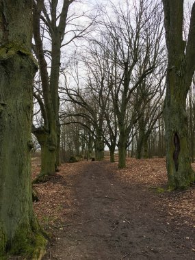 Sonbahar ormanında yol. Sonbahar manzarası. Çıplak ağaçlar. Çek Cumhuriyeti.