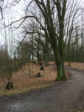 Sonbahar ormanında yol. Sonbahar manzarası. Çıplak ağaçlar. Çek Cumhuriyeti.