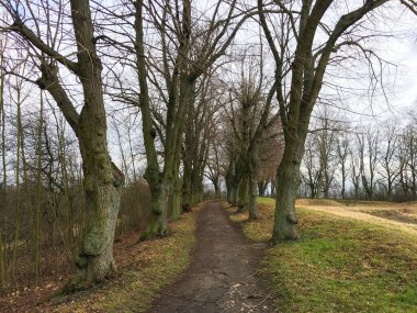 Sonbahar ormanında yol. Sonbahar manzarası. Çıplak ağaçlar. Çek Cumhuriyeti.