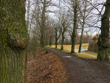 Sonbahar ormanında yol. Sonbahar manzarası. Çıplak ağaçlar. Çek Cumhuriyeti.